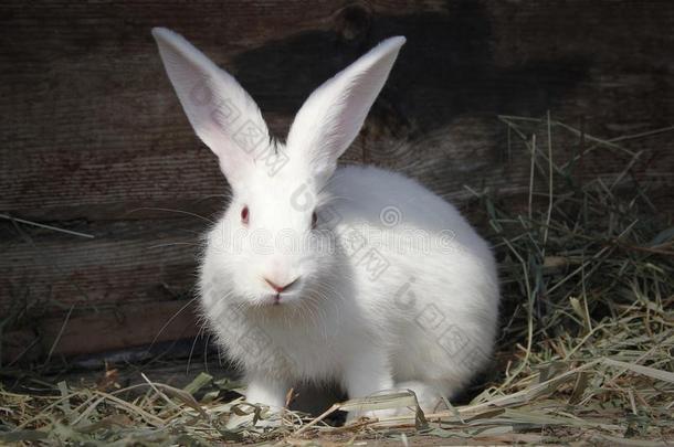兔子白色的松软的和红色的眼睛