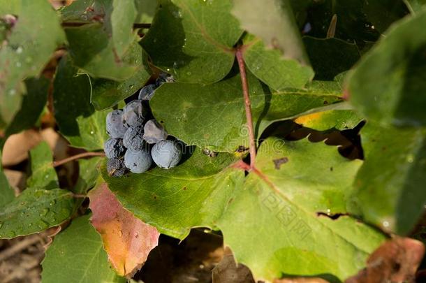 俄勒冈州葡萄浆果舒适而温暖地安定下来采用大钉似的常绿植物树叶