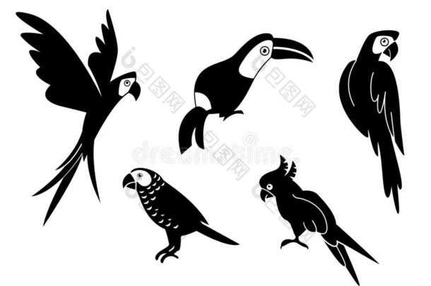 热带的鹦鹉放置和羽毛和飞行章.黑的轮廓爸