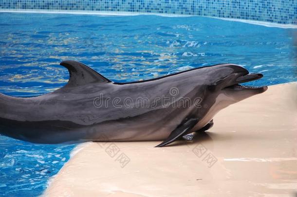 海海豚宽吻海豚海豚在的时候一演说向指已提到的人公众的.