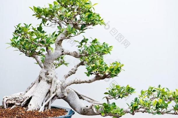 传统的盆景树,日本人艺术形状使用树s成年的采用