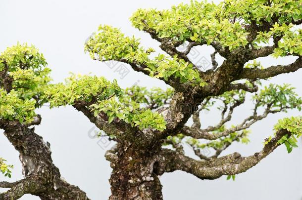 传统的盆景树,日本人艺术形状使用树s成年的采用