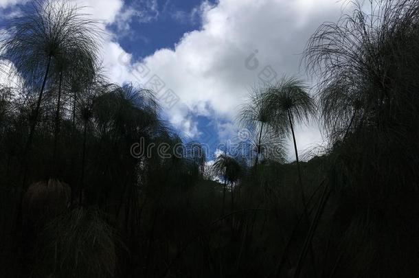 庙宇背脊跟踪和看关于登上walk-roundinspecti向巡查`浓啤酒`浓啤酒向考艾岛艾拉来源于西班牙语地名