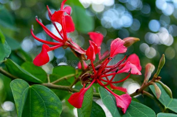 花关于红色的兰花树,羊蹄甲属植物加皮尼