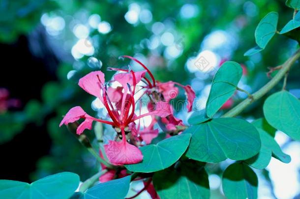 花关于红色的兰花树,<strong>羊蹄</strong>甲属植物加皮尼