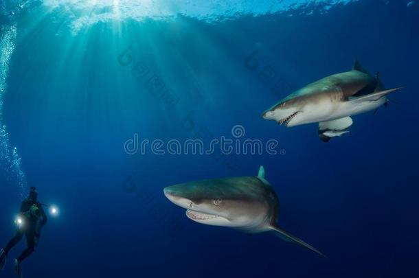 海洋的鲨鱼游泳关大约在水中的摄影师向蓝色ocean海洋