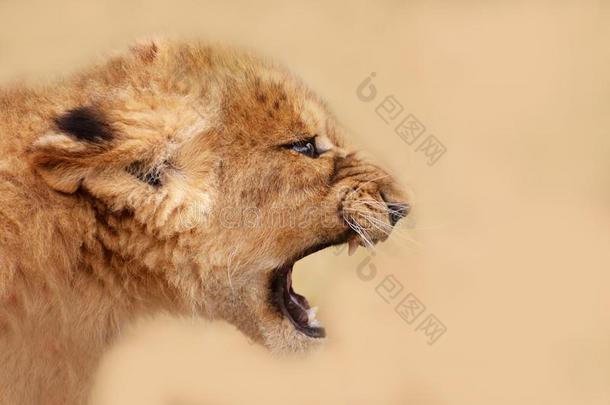 非洲的婴儿狮子和敞开的口宽的向一米黄色b一ckground