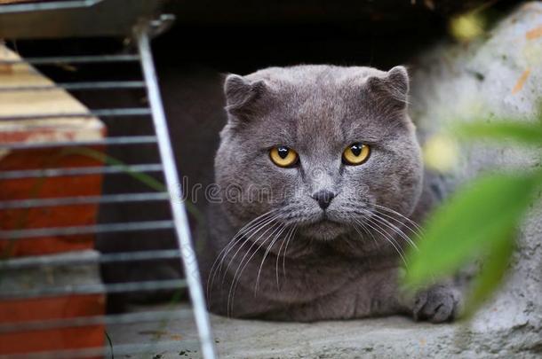 雄动物邮件不列颠的苏格兰的折叠猫关在上面照片采用绿色的草