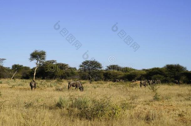 羚羊的一种兽群放牧采用非洲的灌木-草原和grassl和l和s