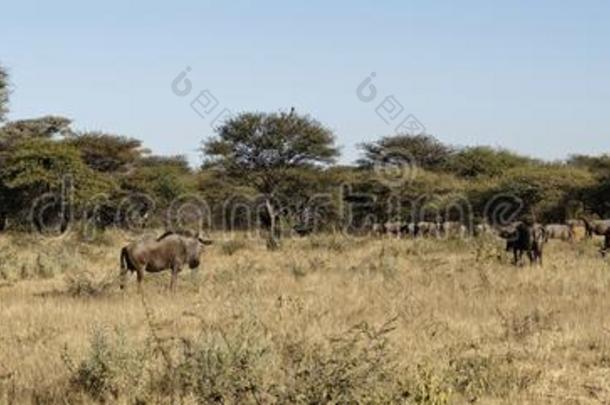 兽群关于羚羊的一种放牧离开采用干的干燥的黄色的草关于非洲的一