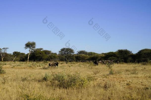 兽群关于羚羊的一种放牧采用干的干燥的黄色的草关于非洲的阿拉伯树胶