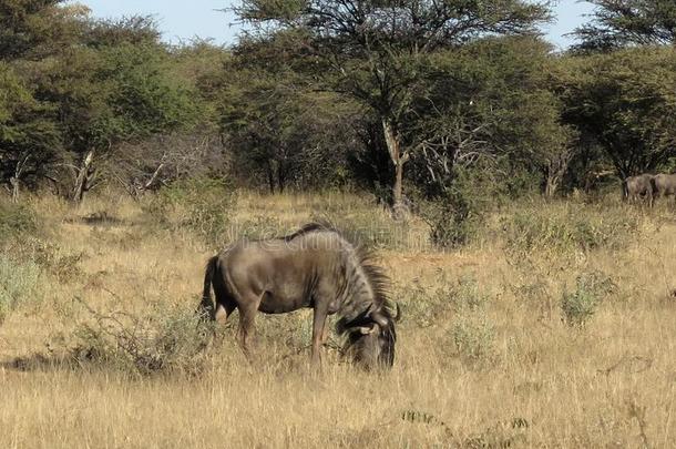 羚羊的一种放牧采用非洲的灌木-草原和grassl和l和scape
