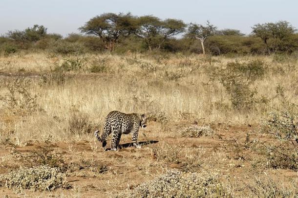 非洲的豹消失了进入中干的干燥的草和灌木采用明亮的早的