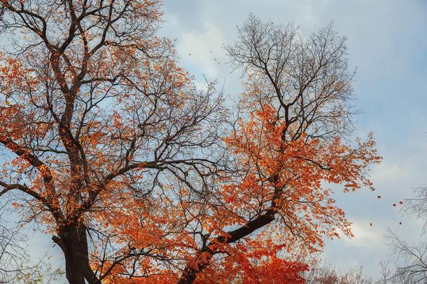 明亮的秋树王冠,飞行的从指已提到的人风红色的末尾树叶
