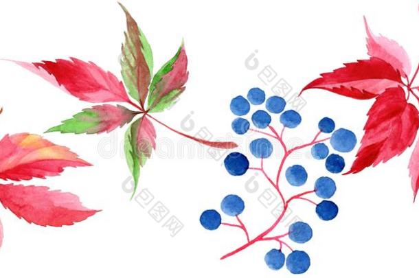 水彩红色的葡萄树叶.叶子植物植物学的花园花的