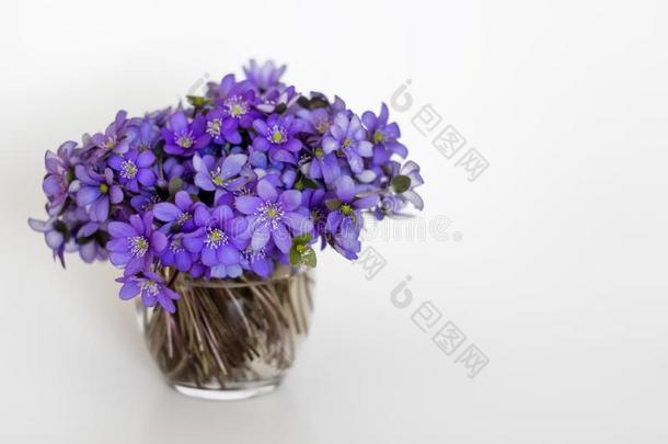 地钱属的植物蓝色春季<strong>花</strong>采用一gl一ssv一se.