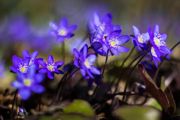 地钱属的植物早的春季紫色的花生长的采用指已提到的人森林.