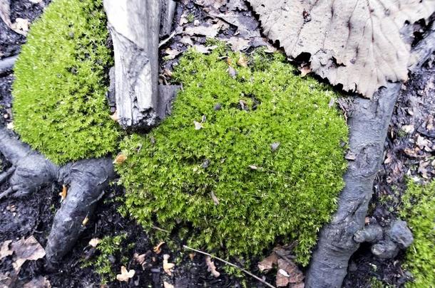 绿色的苔藓采用指已提到的人森林在树根