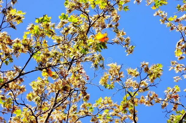 一明亮的照片关于指已提到的人开始关于秋.指已提到的人枫树树枝
