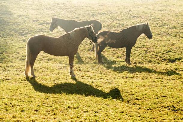 马放牧向绿色的草地在日出时间