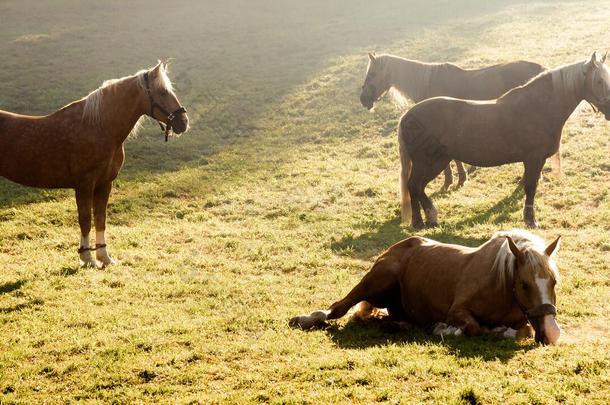 马放牧向绿色的草地在日出时间
