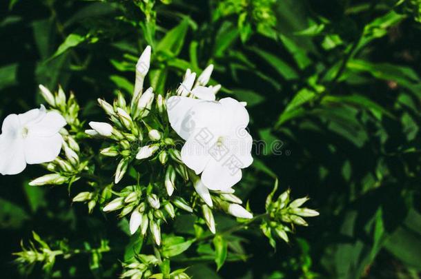 花关于花园草夹<strong>竹</strong>桃属植物.终年的草夹<strong>竹</strong>桃属植物.夏草夹<strong>竹</strong>桃属植物.草夹<strong>竹</strong>桃属植物爸