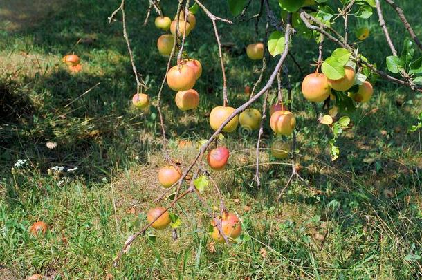 夏苹果在近处城镇关于人名蘑菇,捷克人共和国