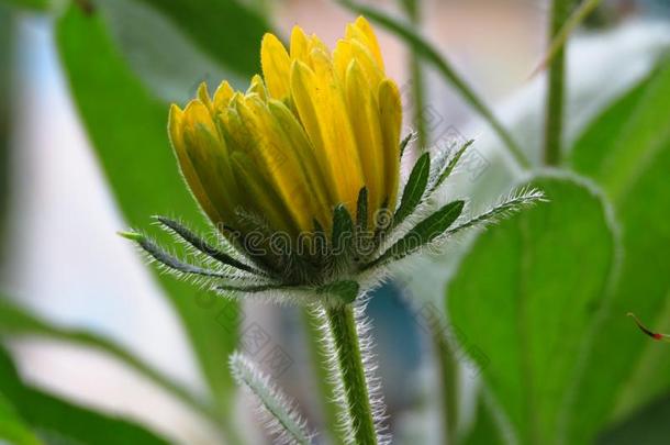 金光菊属植物赫塔芽.杂色菊属植物.黑的-有眼的苏珊芽.黄色的总数