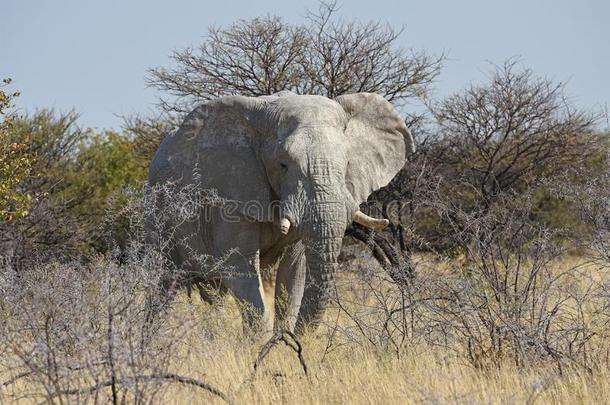 非洲的象非洲象属非洲文献采用指已提到的人依多沙国家的公园