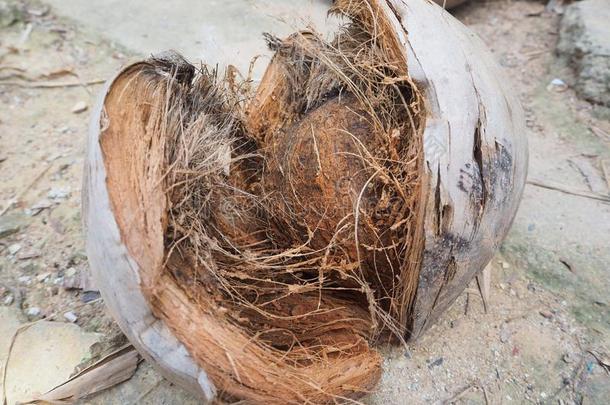 椰子壳采用椰子椰子壳的纤维外皮一桩采用指已提到的人热带地区.