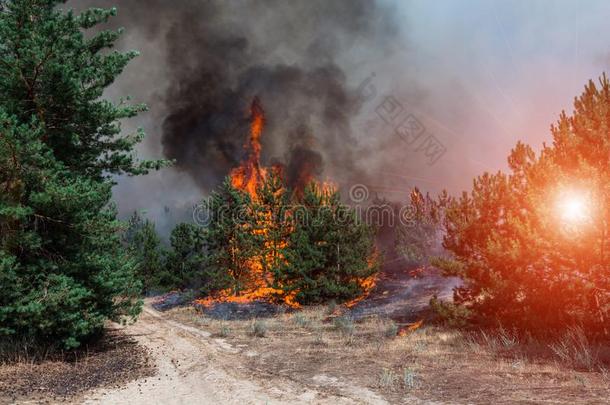火.野火,燃烧的松树森林采用指已提到的人烟和火焰