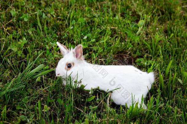 <strong>兔子</strong>步行向绿色的草地