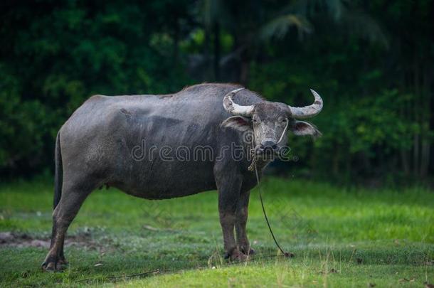 哺乳动物动物,ThaiAirwaysInternational泰航国际水牛采用草田
