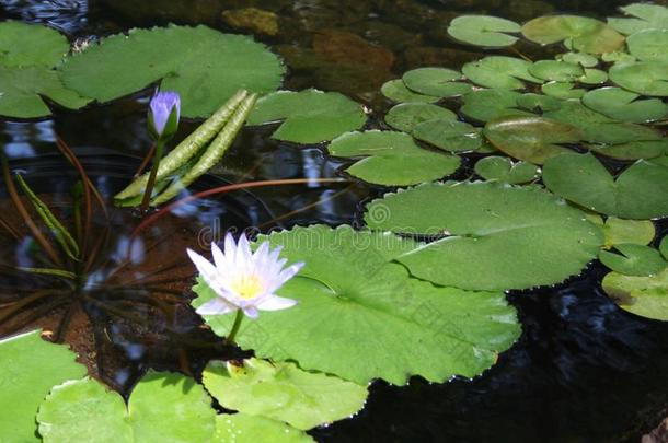 莲花花水利利Elizabeth的昵称â英文字母表的第19个字母