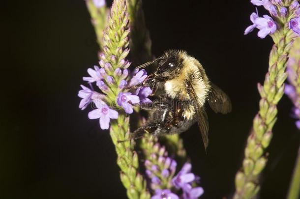 犯错误蜜蜂探索的蓝色马鞭草属的植物花采用新的汉普郡.