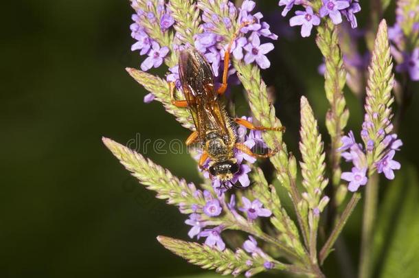 伟大的金色的挖掘机黄蜂向蓝色<strong>马鞭</strong>草属的植物花,新的汉普郡.