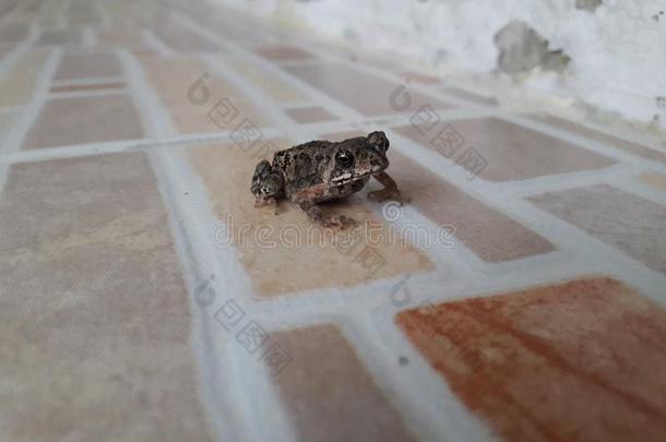 一小的青蛙向一瓦片地面.