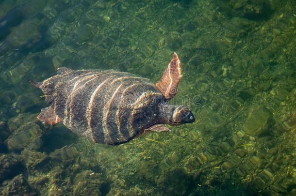 海龟临时看护人临时看护人采用指已提到的人湾关于阿尔戈斯托利向希腊人艾拉来源于西班牙语地名