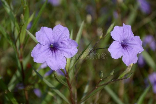 紫色的卢莉娅土豆花采用自然花园