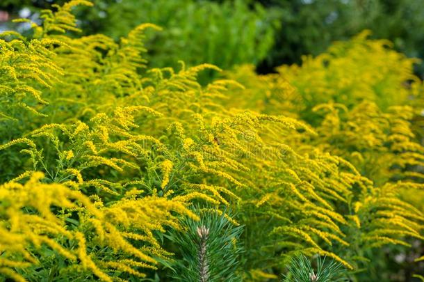 明亮的黄色的花关于指已提到的人一枝黄花,通常地叫秋麒麟草属植物