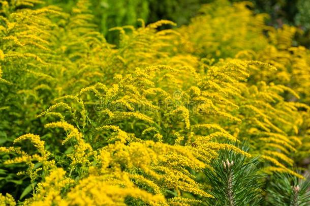 明亮的黄色的花关于指已提到的人一枝黄花,通常地叫秋麒麟草属植物