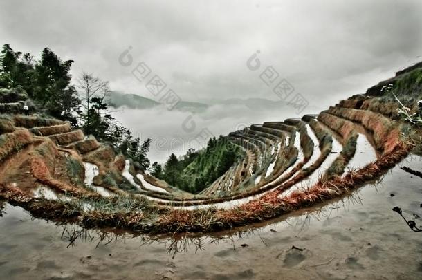 红色的多云的台阶.多雾的秋风景和稻台阶.