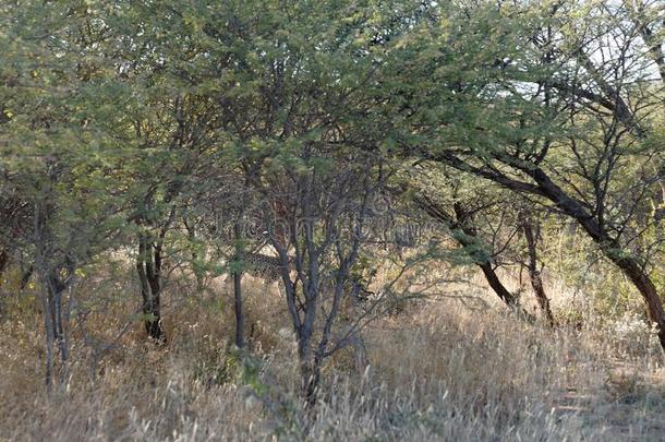 典型的看法关于遮遮掩掩的和难以捉摸的非洲的豹从色法尔月