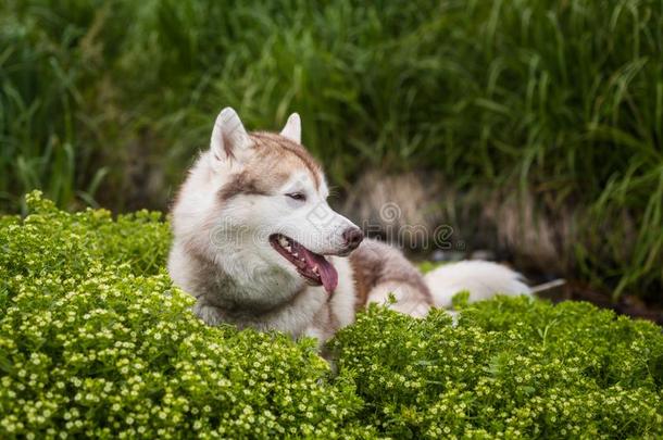 侧面肖像关于漂亮的<strong>米</strong>黄色和白色的西伯利亚的嗓子哑的狗林