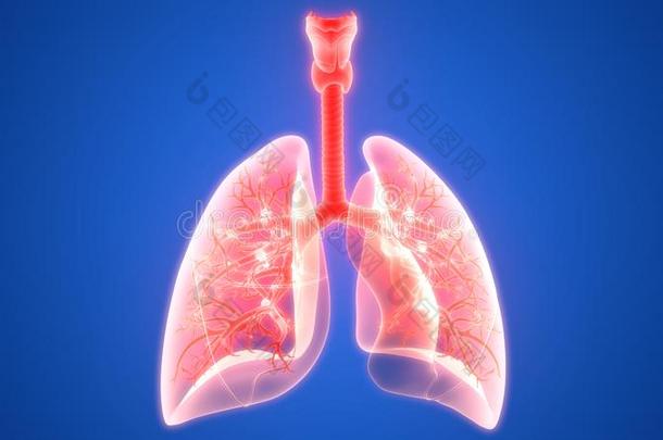 人身体机构呼吸的体系<strong>肺解剖</strong>