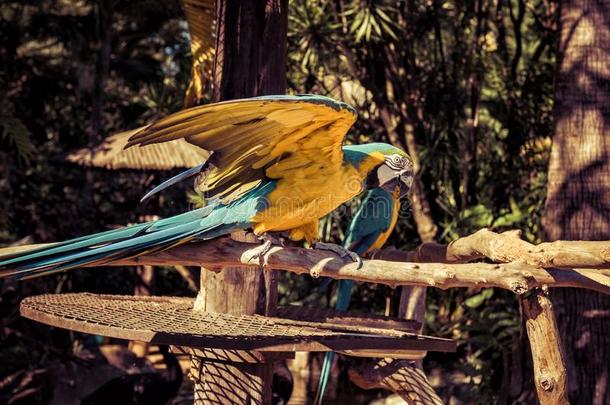 富有色彩的金刚鹦鹉鹦鹉准备好的向飞