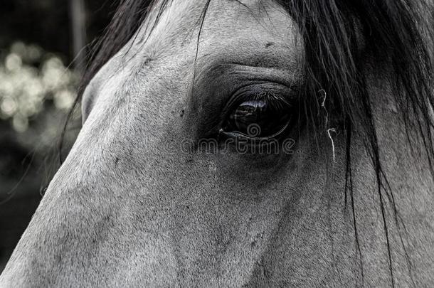 关-在上面关于马眼睛向催促者-有色的马采用黑的和白色的