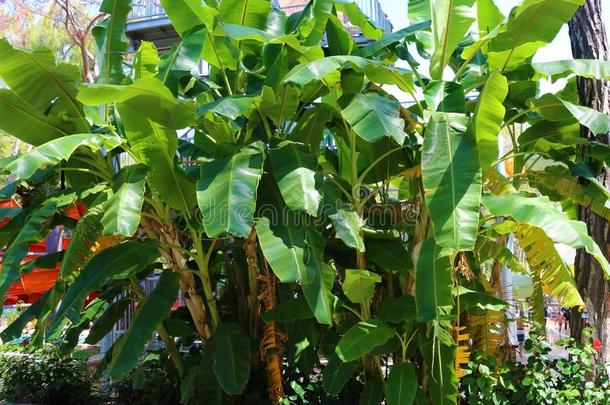 <strong>香蕉</strong>树.<strong>香蕉</strong>花.<strong>香蕉</strong>叶子.热带的<strong>香蕉</strong>植物.
