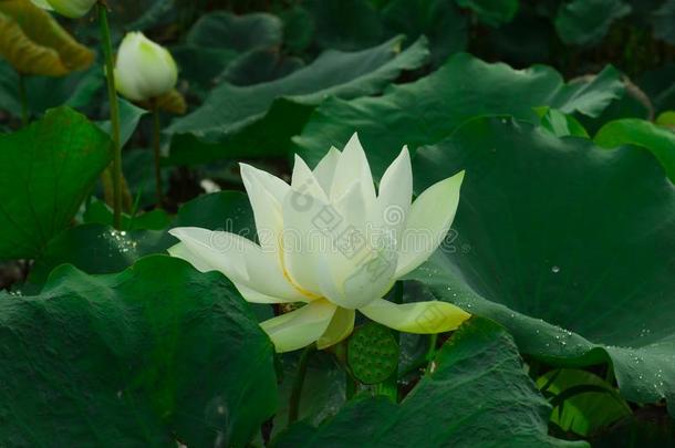 白色的莲花,大大地绿色的树叶,落下关于水珠和阳光采用Thailand泰国