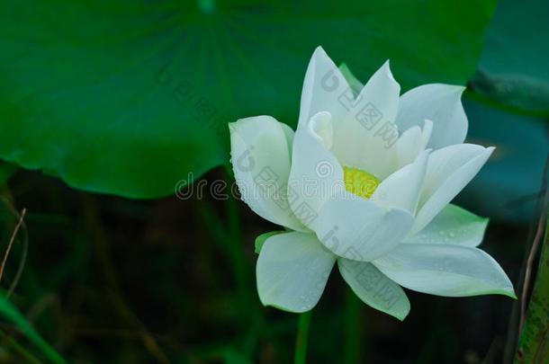 白色的莲花,大<strong>大地</strong>绿色的树叶,落下关于水珠和<strong>阳光</strong>采用Thailand泰国